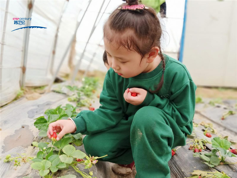 跨世紀(jì)幼兒園體驗(yàn)化教學(xué)——一起摘草莓