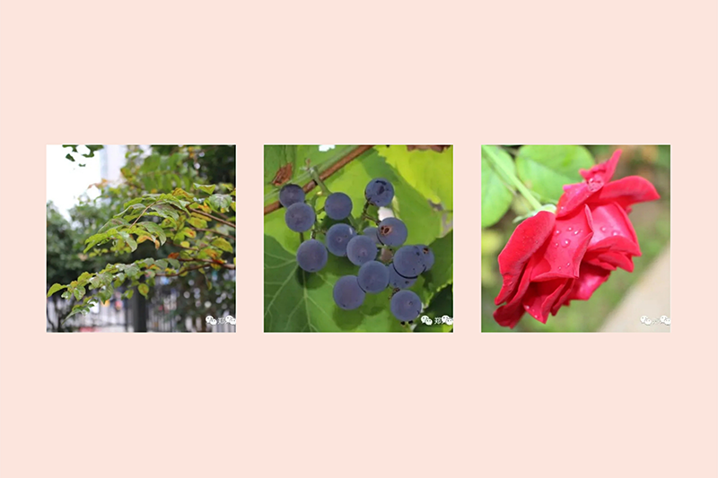 跨世紀蒙特梭利教育：幼兒園室外環(huán)境創(chuàng)設(shè)的重要原則！
